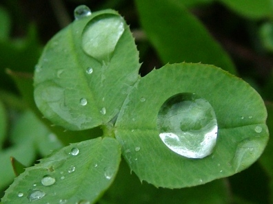 big-rain-drops-on-green-leaves